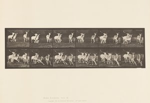 Placa 688. Ciervo Dama; Macho y Grupo de Hembras; Galopando de Eadweard Muybridge