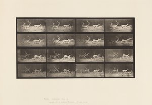 Placa 689. Ciervo común; A, B, Ciervo y Grupo de Ciervas; Galopando de Eadweard Muybridge