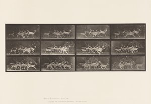Placa 690. Ciervo Dama; Macho y Grupo de Hembras; Varios Movimientos de Eadweard Muybridge