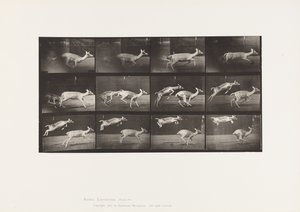 Placa 691. Ciervo común; Cierva; Galopando; y Cría; Saltando de Eadweard Muybridge