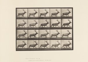 Placa 692. Alce, Trotando de Eadweard Muybridge