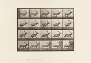 Placa 693. Alce, Galopando de Eadweard Muybridge