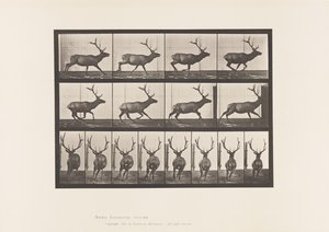 Placa 695. Alce, Galopando de Eadweard Muybridge