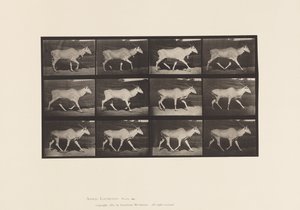 Placa 696. Elando, Trotando de Eadweard Muybridge