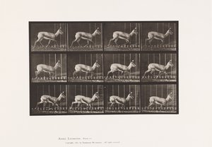 Placa 697. Antílope; Trotando de Eadweard Muybridge