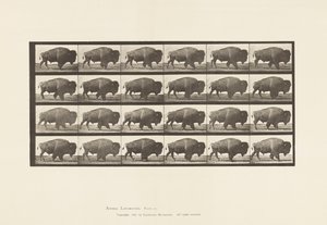 Placa 699. Búfalo; Caminando de Eadweard Muybridge