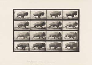 Placa 700. Búfalo; Galopando de Eadweard Muybridge