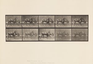 Placa 701. Ñu; Caminando de Eadweard Muybridge