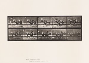 Placa 702. Ñu; Saltando y Galopando de Eadweard Muybridge
