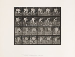 Placa 703. Perro; Caminando; Mastín Interrumpido de Eadweard Muybridge