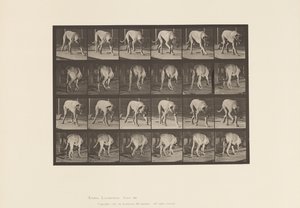 Placa 704. Perro; Caminando; Mastín de Eadweard Muybridge