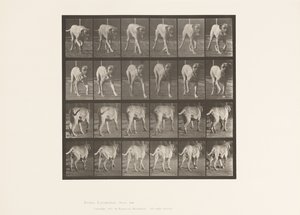 Placa 705. Perro; Trotando; Mastín de Eadweard Muybridge