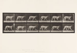 Placa 706. Perro; Trotando; Mastín de Eadweard Muybridge