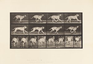 Placa 707. Perro; Galopando; Mastín de Eadweard Muybridge