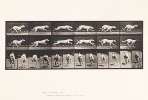 Placa 709. Perro; Galopando; Galgo Blanco de Carreras Maggie de Eadweard Muybridge