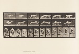 Placa 710. Perro; Galopando; Galgo blanco Maggie de Eadweard Muybridge