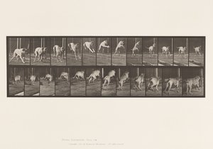 Placa 712. Perro; Saltando Valla; Mastín, Dread de Eadweard Muybridge