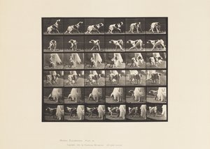Placa 713. Perro; Girando, etc; Setter Kate de Eadweard Muybridge