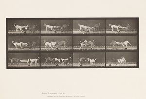 Placa 715. Perros; Tres, Tirando de una Toalla, Ike, Maggie, etc. de Eadweard Muybridge