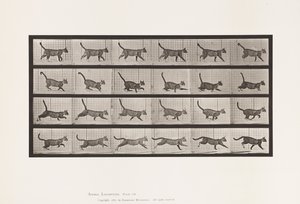 Placa 716. Gato; Caminando, Cambio a Galopando de Eadweard Muybridge