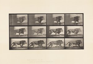 Placa 722. León; Caminando de Eadweard Muybridge