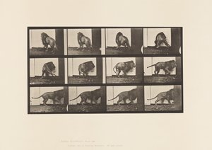 Placa 725. León; Caminando, Dándose la vuelta de Eadweard Muybridge