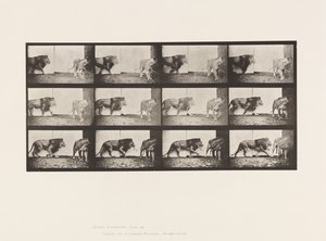 Placa 726. León y Leona; Caminando de Eadweard Muybridge