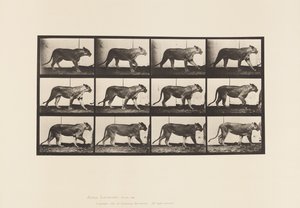 Placa 728. Leona; Caminando; León; Acostado de Eadweard Muybridge