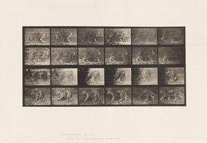 Placa 731. Jaguar; A, Caminando; B, Dándose la vuelta de Eadweard Muybridge