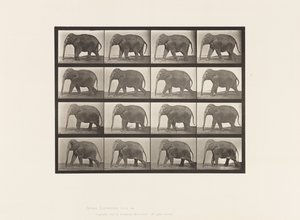 Placa 732. Elefante; Caminando de Eadweard Muybridge