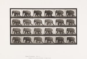Placa 733. Elefante; Caminando de Eadweard Muybridge
