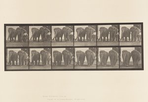 Placa 734. Elefantes; Dos, Caminando de Eadweard Muybridge