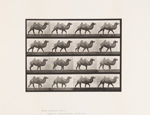 Placa 737. Camello bactriano; Caminando de Eadweard Muybridge
