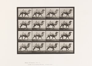 Placa 738. Camello Bactriano; Andando de Eadweard Muybridge