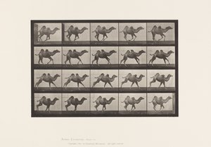 Placa 740. Camello Bactriano; (Joven), Galopando de Eadweard Muybridge