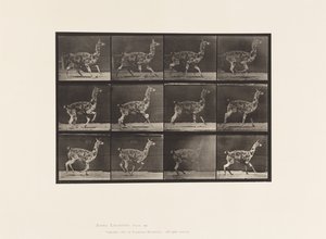 Placa 743. Guanaco; Galopando de Eadweard Muybridge