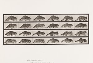 Placa 744. Mapache; Caminando; Cambio a Galopar de Eadweard Muybridge