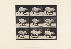 Placa 746. Capibara; Caminando de Eadweard Muybridge