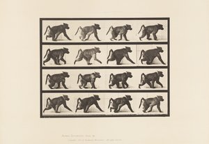 Placa 747. Babuino; Caminando en Cuatro Patas de Eadweard Muybridge