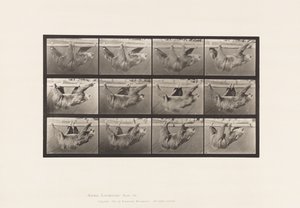 Placa 750. Perezoso; Caminando, Suspendido en un Poste Horizontal de Eadweard Muybridge