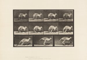 Placa 751. Canguro; Caminando en Cuatro Patas; Cambio a Saltar de Eadweard Muybridge