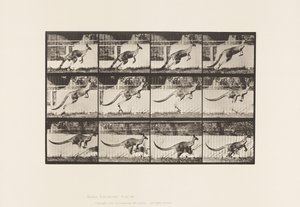 Placa 752. Canguro; Saltando de Eadweard Muybridge