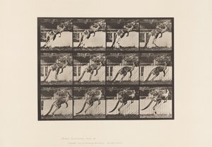 Placa 753. Canguro; Saltando de Eadweard Muybridge
