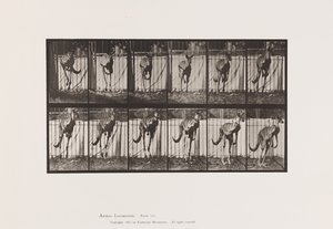 Placa 754. Canguro; Saltando de Eadweard Muybridge