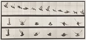 Placa 755. Paloma; Volando de Eadweard Muybridge