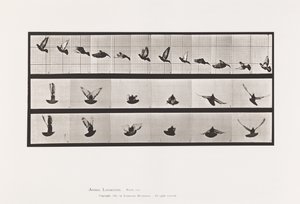 Placa 755. Paloma; Volando de Eadweard Muybridge