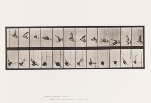 Placa 756. Paloma; Volando de Eadweard Muybridge