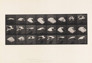 Placa 759. Cacatúa; Volando de Eadweard Muybridge
