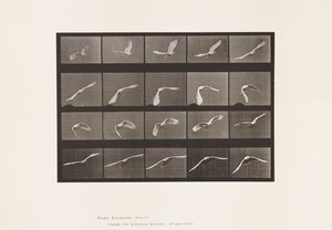 Placa 760. Cacatúa; Volando de Eadweard Muybridge