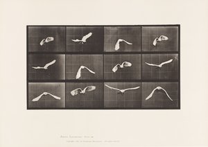 Placa 762. Cacatúa; Volando de Eadweard Muybridge